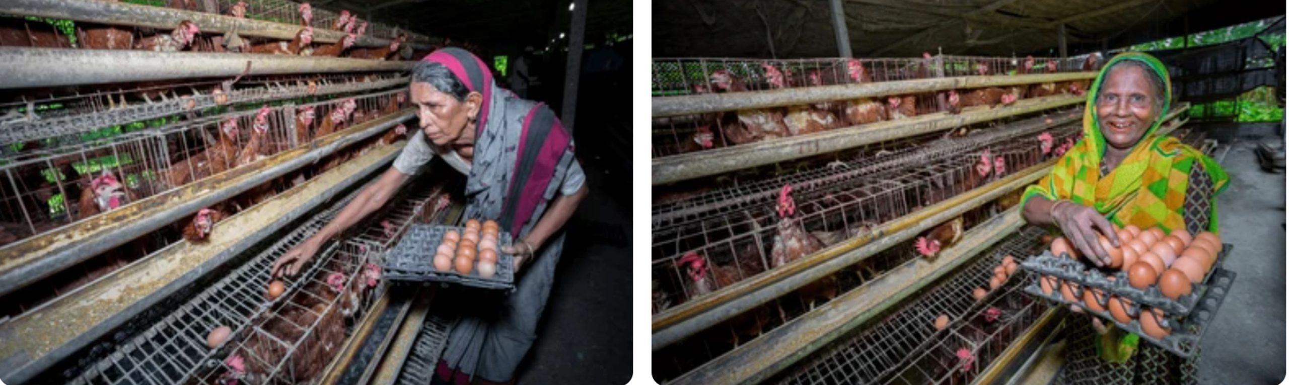 Increasing protein intake to accelerate progress on women’s empowerment: Experts