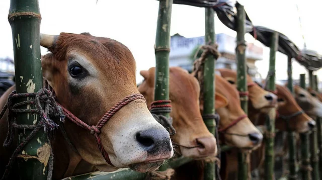 Country has 20.68 lakh surplus livestock ahead of Eid-ul-Azha